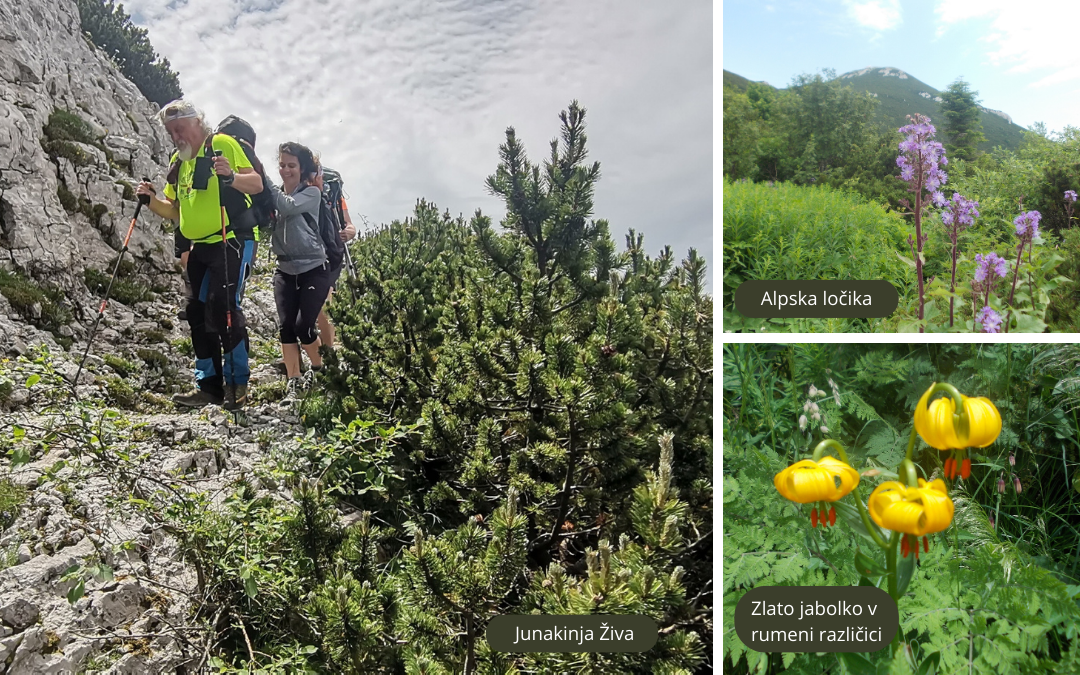 Veliki Snežnik Veliki Snežnik - zmagovalka Živa z Jurčkom