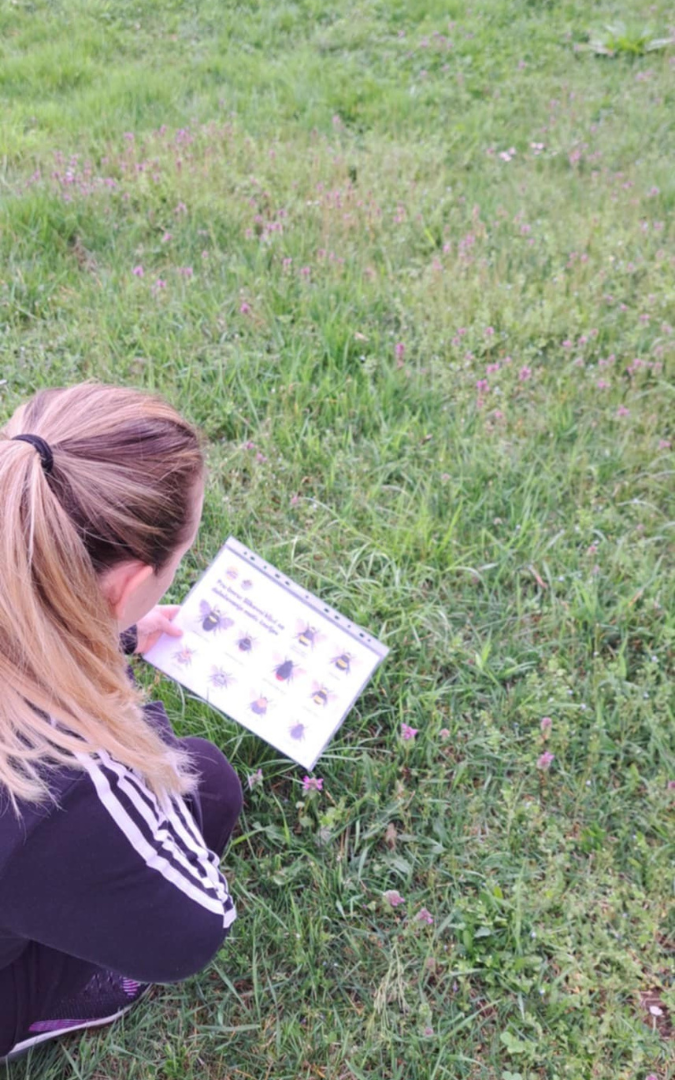 Čmrljica v Beli krajini (2)