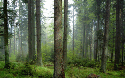 Novoletna jelka – med naravoslovjem, etnologijo in sodobnimi praksami
